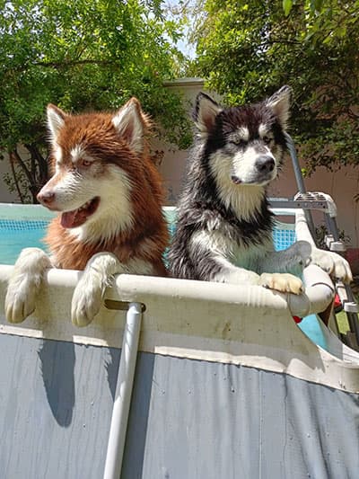 Huskies at the pool edge