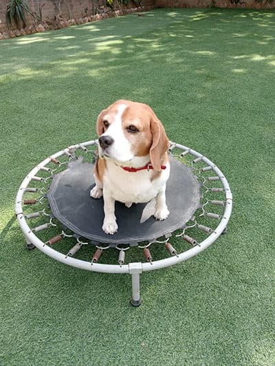Beagle on a trampoline