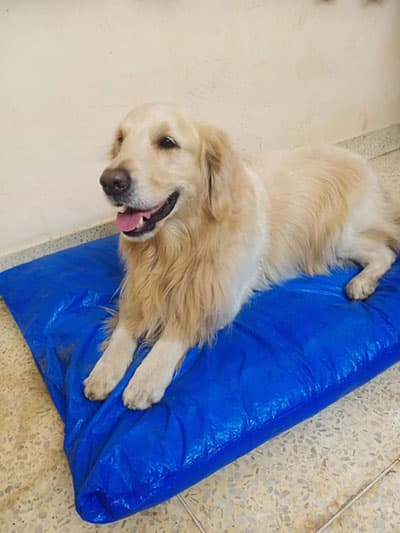 Golden retriever resting on a cooling mat