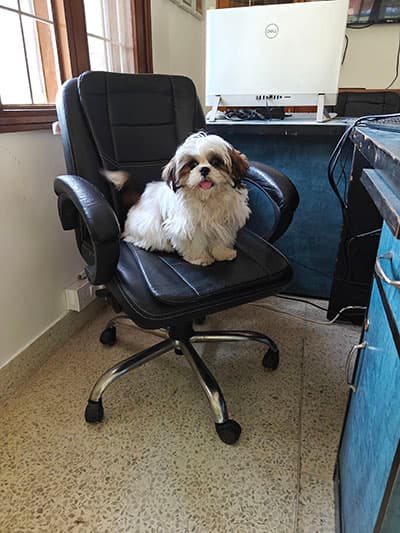 Pet enjoying care at Heal Your Paws