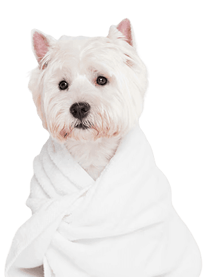 Luxury Pet Boarding & Daycare