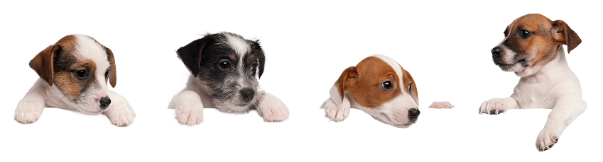 Dogs sitting along a wall