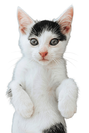 Expert Pet Grooming