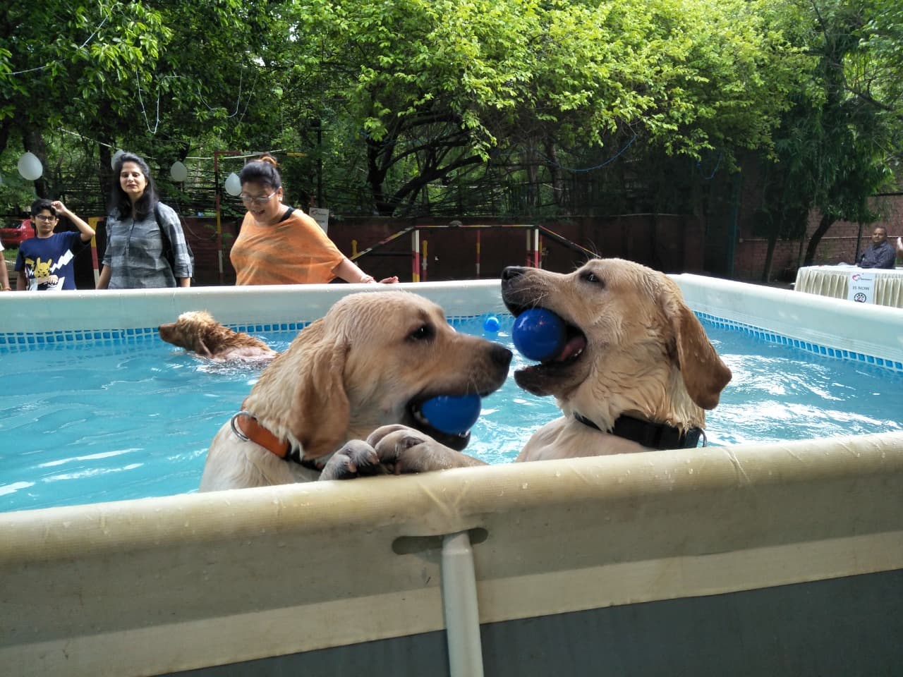 Pet care gallery image
